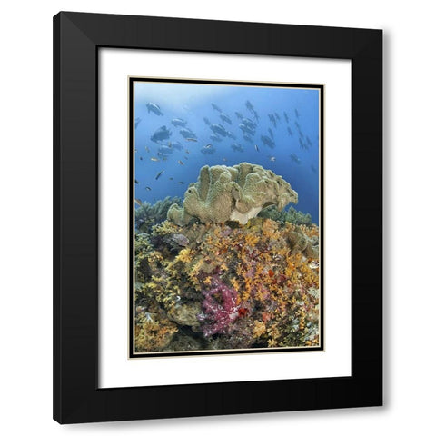Indonesia, Raja Ampat Underwater fish and coral Black Modern Wood Framed Art Print with Double Matting by Shimlock, Jones