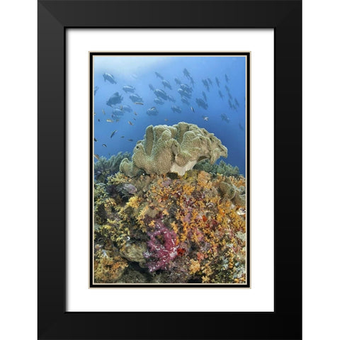Indonesia, Raja Ampat Underwater fish and coral Black Modern Wood Framed Art Print with Double Matting by Shimlock, Jones