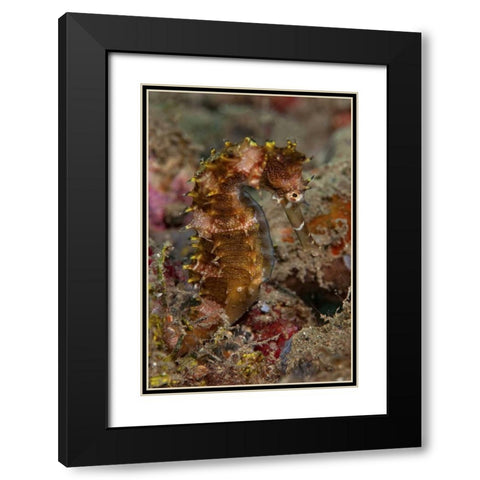 Indonesia, Banda Sea, Ambon Adult spiny seahorse Black Modern Wood Framed Art Print with Double Matting by Shimlock, Jones