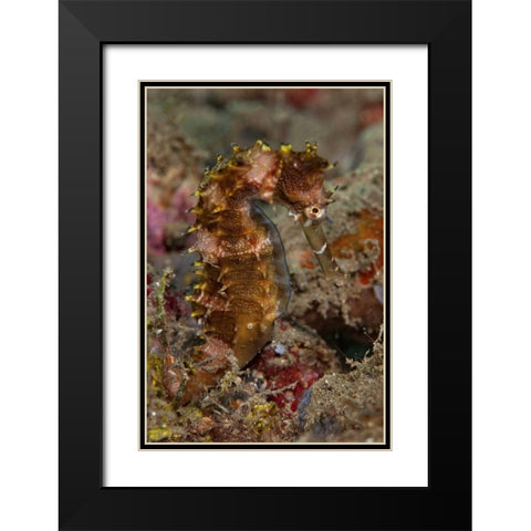 Indonesia, Banda Sea, Ambon Adult spiny seahorse Black Modern Wood Framed Art Print with Double Matting by Shimlock, Jones