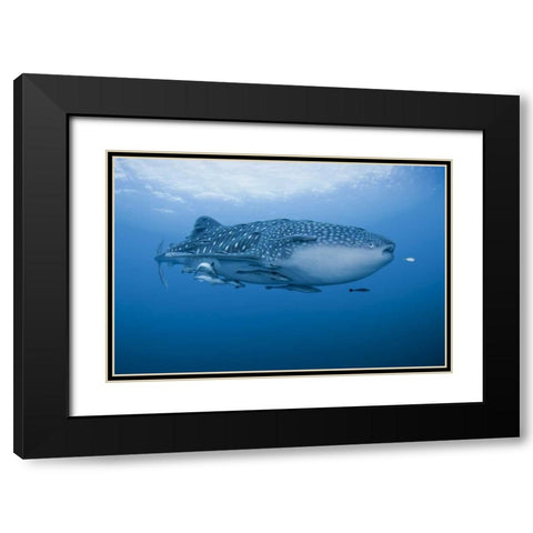 Indonesia, Papua Whale shark and remoras Black Modern Wood Framed Art Print with Double Matting by Shimlock, Jones