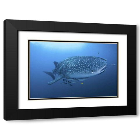 Indonesia, Papua Whale shark and remoras Black Modern Wood Framed Art Print with Double Matting by Shimlock, Jones