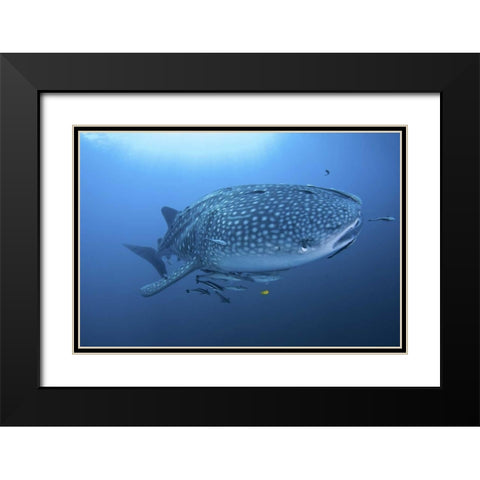 Indonesia, Papua Whale shark and remoras Black Modern Wood Framed Art Print with Double Matting by Shimlock, Jones