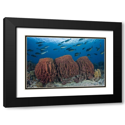 Indonesia, Papua Fish swims over three sponges Black Modern Wood Framed Art Print with Double Matting by Shimlock, Jones
