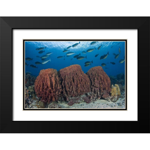Indonesia, Papua Fish swims over three sponges Black Modern Wood Framed Art Print with Double Matting by Shimlock, Jones