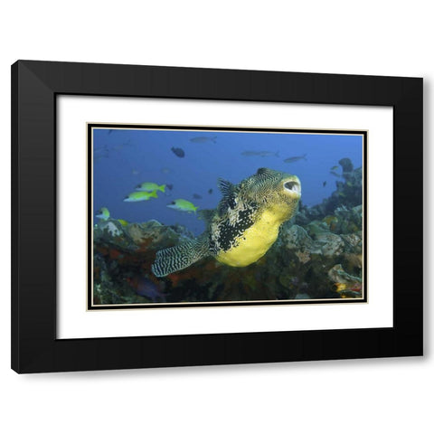 Indonesia, Papua, Raja Ampat Pufferfish Black Modern Wood Framed Art Print with Double Matting by Shimlock, Jones