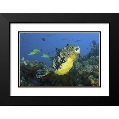 Indonesia, Papua, Raja Ampat Pufferfish Black Modern Wood Framed Art Print with Double Matting by Shimlock, Jones