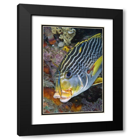 Indonesia, Papua A cleaner fish at sweetlip fish Black Modern Wood Framed Art Print with Double Matting by Shimlock, Jones