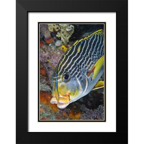 Indonesia, Papua A cleaner fish at sweetlip fish Black Modern Wood Framed Art Print with Double Matting by Shimlock, Jones