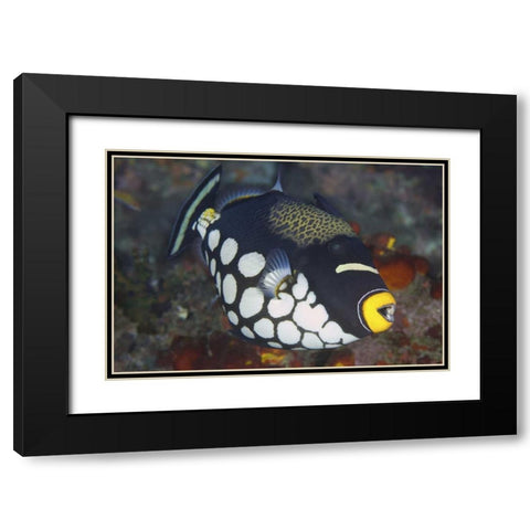 Indonesia, Papua, Raja Ampat Triggerfish Black Modern Wood Framed Art Print with Double Matting by Shimlock, Jones