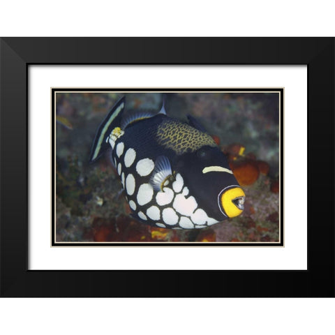 Indonesia, Papua, Raja Ampat Triggerfish Black Modern Wood Framed Art Print with Double Matting by Shimlock, Jones