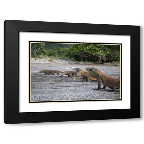 Indonesia, Rinca Island, Komodo NP Komodo dragon Black Modern Wood Framed Art Print with Double Matting by Shimlock, Jones