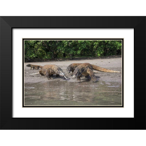 Indonesia, Rinca Island, Komodo NP Komodo dragon Black Modern Wood Framed Art Print with Double Matting by Shimlock, Jones