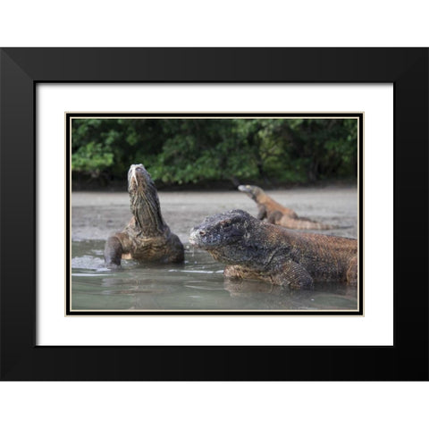 Indonesia, Rinca Island, Komodo NP Komodo dragon Black Modern Wood Framed Art Print with Double Matting by Shimlock, Jones