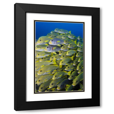 Indonesia, Papua, Raja Ampat Sweetlips fish Black Modern Wood Framed Art Print with Double Matting by Shimlock, Jones