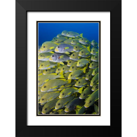 Indonesia, Papua, Raja Ampat Sweetlips fish Black Modern Wood Framed Art Print with Double Matting by Shimlock, Jones