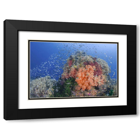 Indonesia, Papua, Raja Ampat Fish around coral Black Modern Wood Framed Art Print with Double Matting by Shimlock, Jones