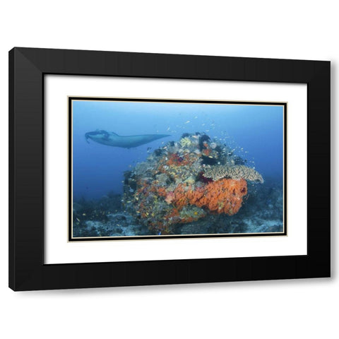 Indonesia, Papua, Dampier Strait Manta ray Black Modern Wood Framed Art Print with Double Matting by Shimlock, Jones