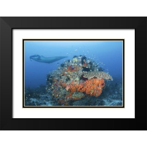 Indonesia, Papua, Dampier Strait Manta ray Black Modern Wood Framed Art Print with Double Matting by Shimlock, Jones
