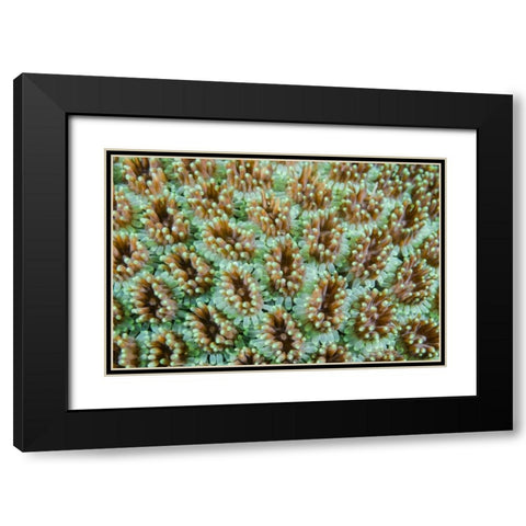 Indonesia, Komodo NP Close-up of anemones Black Modern Wood Framed Art Print with Double Matting by Shimlock, Jones