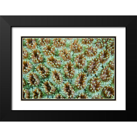 Indonesia, Komodo NP Close-up of anemones Black Modern Wood Framed Art Print with Double Matting by Shimlock, Jones