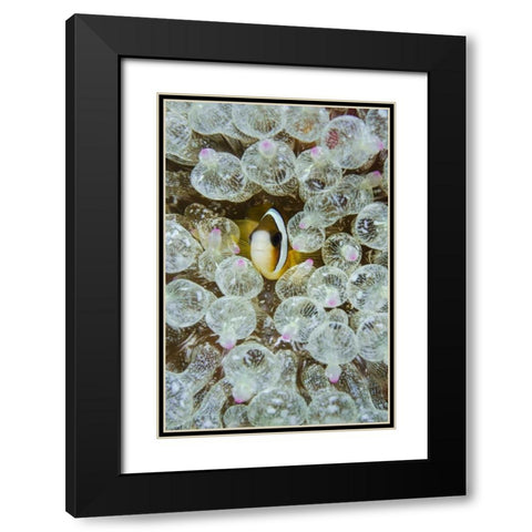 Indonesia, Anemonefish seeks protection Black Modern Wood Framed Art Print with Double Matting by Shimlock, Jones