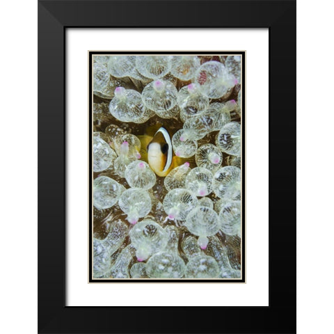 Indonesia, Anemonefish seeks protection Black Modern Wood Framed Art Print with Double Matting by Shimlock, Jones