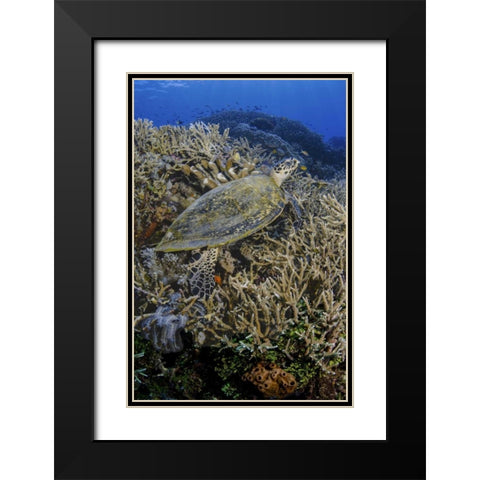 Indonesia, Komodo NP Turtle swims over coral Black Modern Wood Framed Art Print with Double Matting by Shimlock, Jones