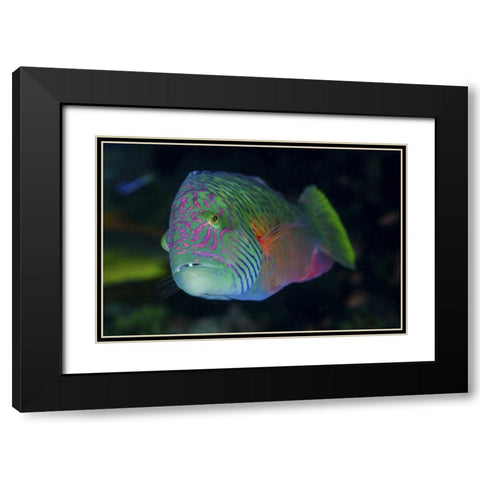 Indonesia, Komodo NP Colorful wrasse fish Black Modern Wood Framed Art Print with Double Matting by Shimlock, Jones