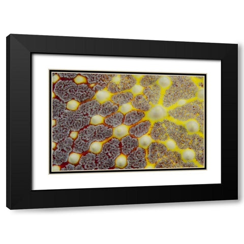 Indonesia, Lembeh Strait Sea star patterns Black Modern Wood Framed Art Print with Double Matting by Shimlock, Jones