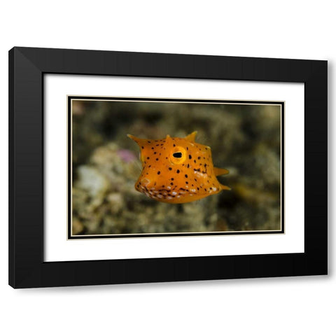 Indonesia, Lembeh Strait Of juvenile cowfish Black Modern Wood Framed Art Print with Double Matting by Shimlock, Jones