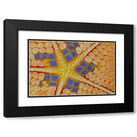 Indonesia, Lembeh Strait Patterns on sea star Black Modern Wood Framed Art Print with Double Matting by Shimlock, Jones