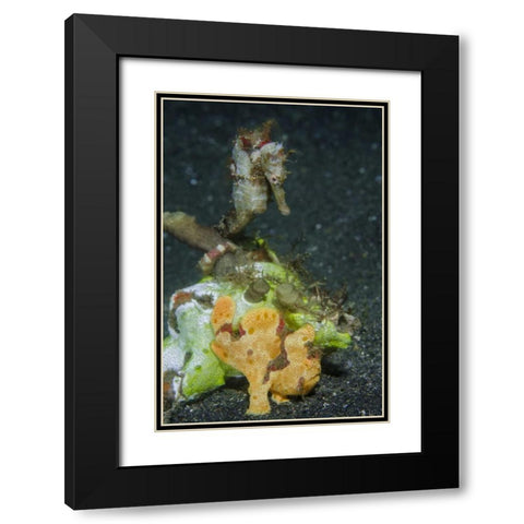 Indonesia Camouflaged frogfish and sea horse Black Modern Wood Framed Art Print with Double Matting by Shimlock, Jones