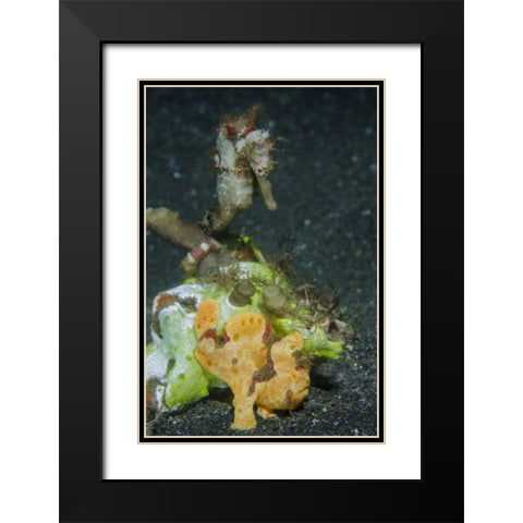Indonesia Camouflaged frogfish and sea horse Black Modern Wood Framed Art Print with Double Matting by Shimlock, Jones