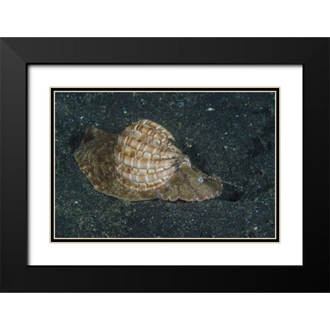 Indonesia, Lembeh Strait Mollusk on sea floor Black Modern Wood Framed Art Print with Double Matting by Shimlock, Jones