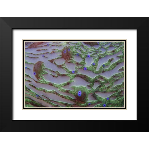 Indonesia, Cenderawasih Bay Patterns on coral Black Modern Wood Framed Art Print with Double Matting by Shimlock, Jones