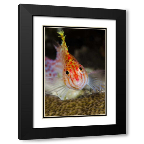Indonesia, Papua, Cenderawasih Bay Hawkfish Black Modern Wood Framed Art Print with Double Matting by Shimlock, Jones