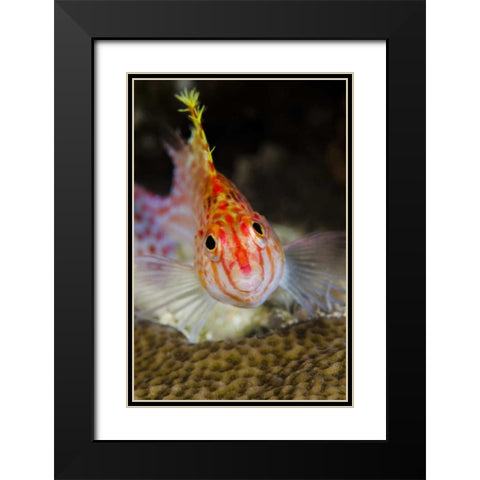 Indonesia, Papua, Cenderawasih Bay Hawkfish Black Modern Wood Framed Art Print with Double Matting by Shimlock, Jones