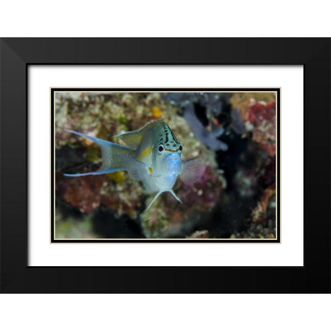 Indonesia, Papua, Cenderawasih Bay Angelfish Black Modern Wood Framed Art Print with Double Matting by Shimlock, Jones