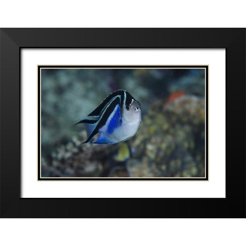 Indonesia, Papua, Cenderawasih Bay Angelfish Black Modern Wood Framed Art Print with Double Matting by Shimlock, Jones