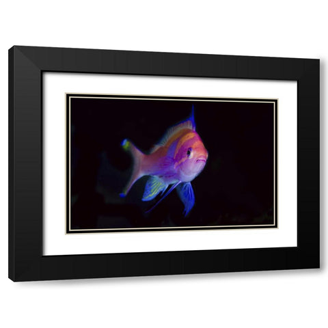 Indonesia, Papua, Cenderawasih Bay Anthia Black Modern Wood Framed Art Print with Double Matting by Shimlock, Jones