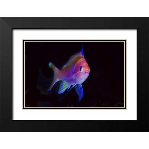 Indonesia, Papua, Cenderawasih Bay Anthia Black Modern Wood Framed Art Print with Double Matting by Shimlock, Jones