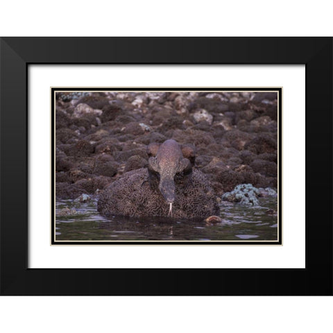 Indonesia, Komodo NP Komodo dragon on shore Black Modern Wood Framed Art Print with Double Matting by Shimlock, Jones