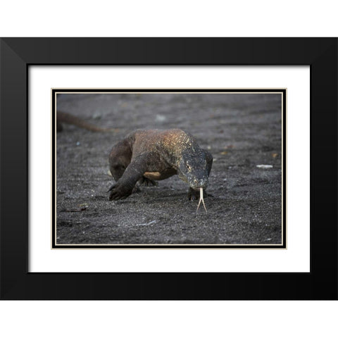 Indonesia, Rinca Island, Komodo NP Komodo dragon Black Modern Wood Framed Art Print with Double Matting by Shimlock, Jones