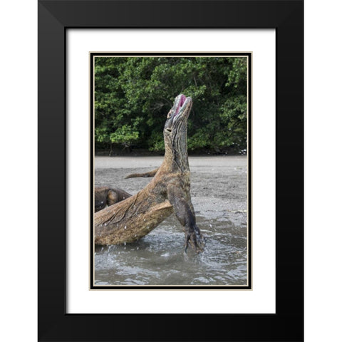 Indonesia, Rinca Island, Komodo NP Komodo dragon Black Modern Wood Framed Art Print with Double Matting by Shimlock, Jones
