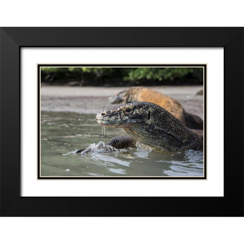 Indonesia, Rinca Island, Komodo NP Komodo dragon Black Modern Wood Framed Art Print with Double Matting by Shimlock, Jones