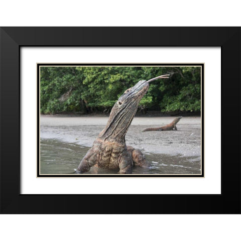 Indonesia, Rinca Island, Komodo NP Komodo dragon Black Modern Wood Framed Art Print with Double Matting by Shimlock, Jones