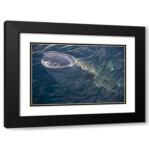 Indonesia, Papua, Cenderawasih Bay Whale shark Black Modern Wood Framed Art Print with Double Matting by Shimlock, Jones