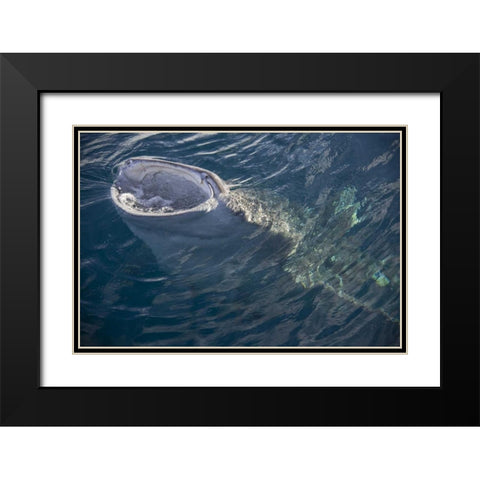 Indonesia, Papua, Cenderawasih Bay Whale shark Black Modern Wood Framed Art Print with Double Matting by Shimlock, Jones