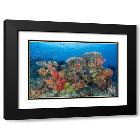 Indonesia, Papua, Raja Ampat Fish around coral Black Modern Wood Framed Art Print with Double Matting by Shimlock, Jones
